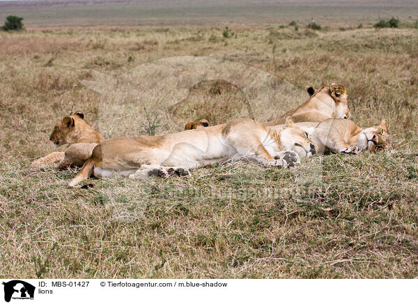 Lwen / lions / MBS-01427