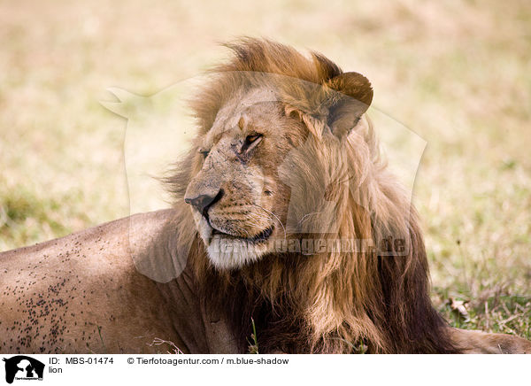 Lwe / lion / MBS-01474