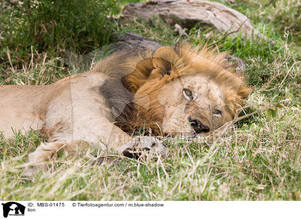 Lwe / lion / MBS-01475