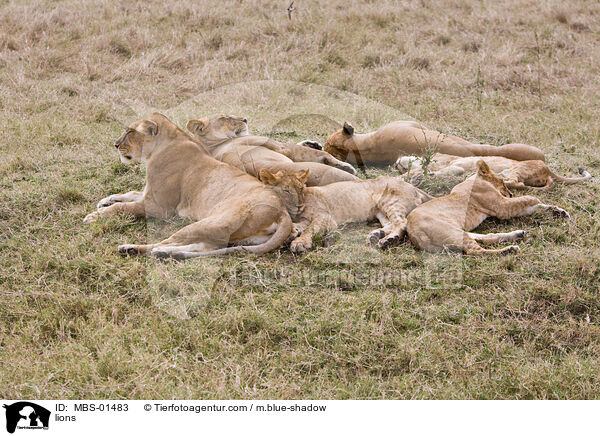 Lwe / lions / MBS-01483