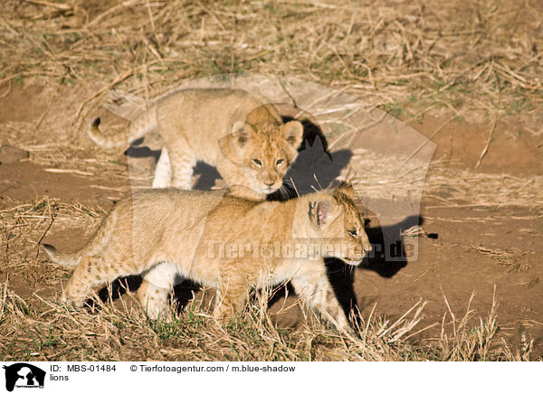 Lwe / lions / MBS-01484