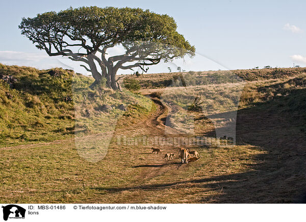 lions / MBS-01486