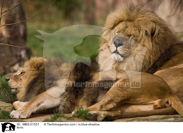 lions / MBS-01531
