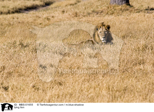lying lion / MBS-01655