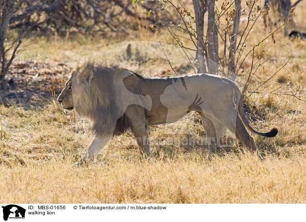 walking lion / MBS-01656