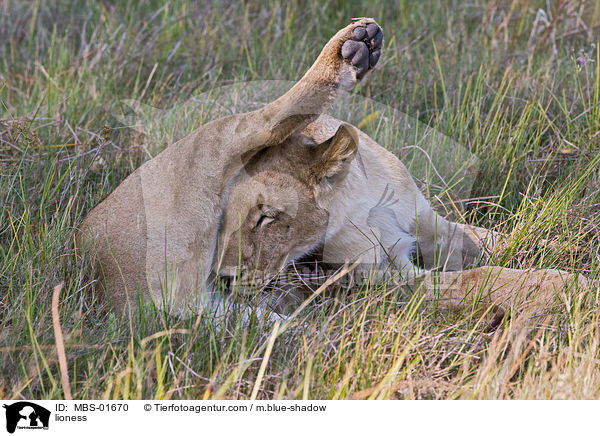lioness / MBS-01670