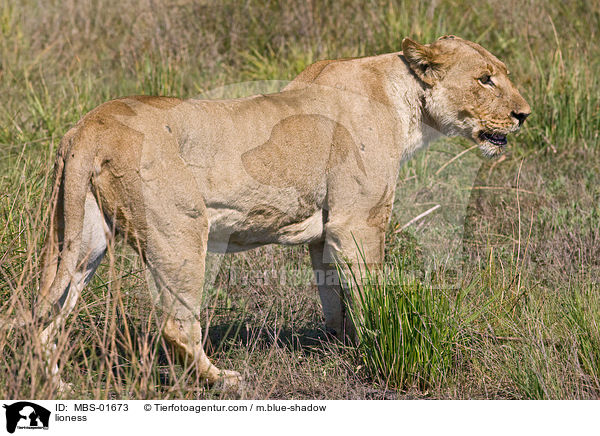 lioness / MBS-01673