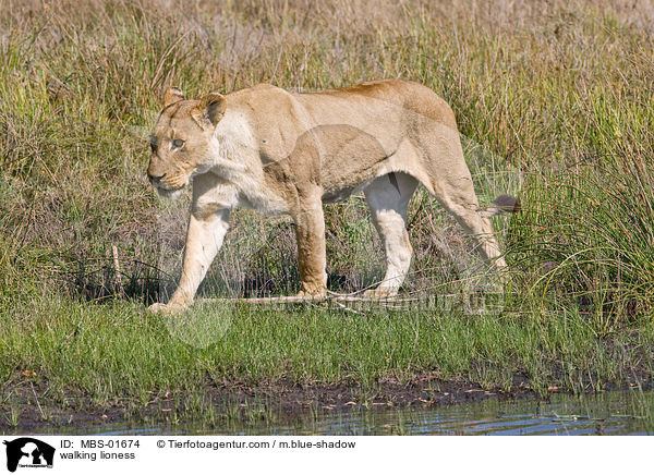 walking lioness / MBS-01674