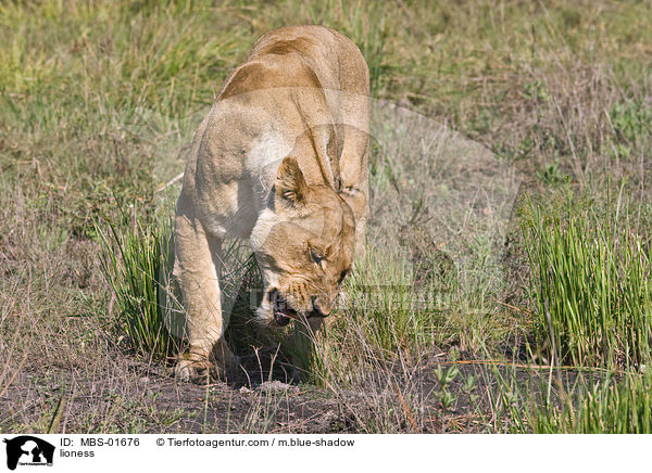 Lwin / lioness / MBS-01676