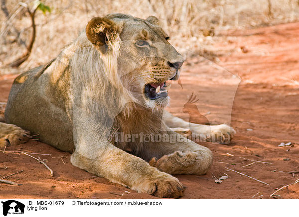 lying lion / MBS-01679