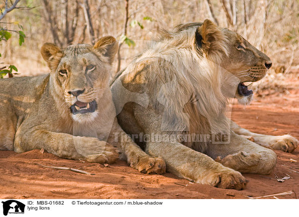 lying lions / MBS-01682