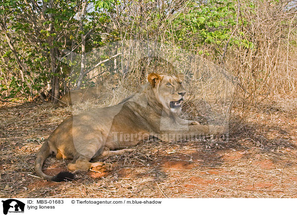 lying lioness / MBS-01683
