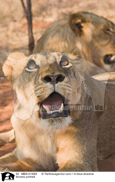 lioness portrait / MBS-01689