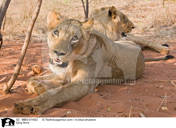 lying lions / MBS-01692