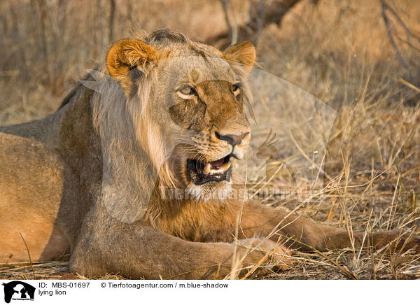 lying lion / MBS-01697
