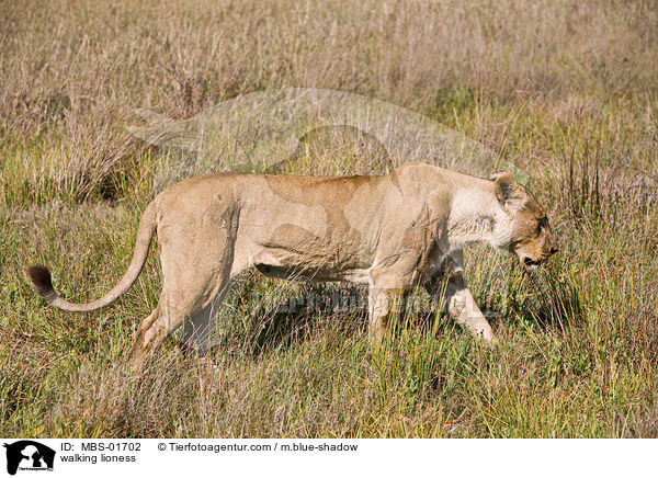 walking lioness / MBS-01702