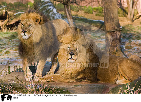 Lwen / lions / MBS-02114