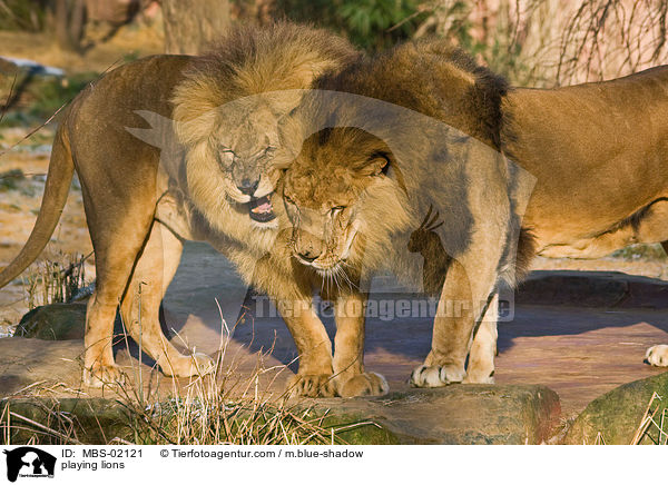 spielende Lwen / playing lions / MBS-02121
