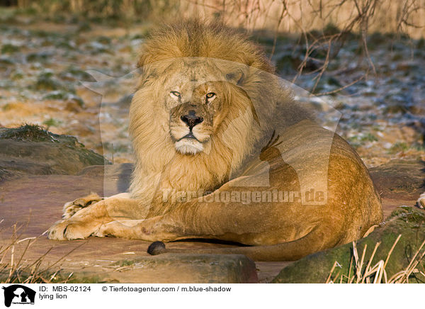liegender Lwe / lying lion / MBS-02124