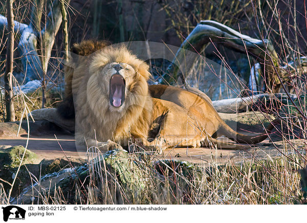 ghnender Lwe / gaping lion / MBS-02125