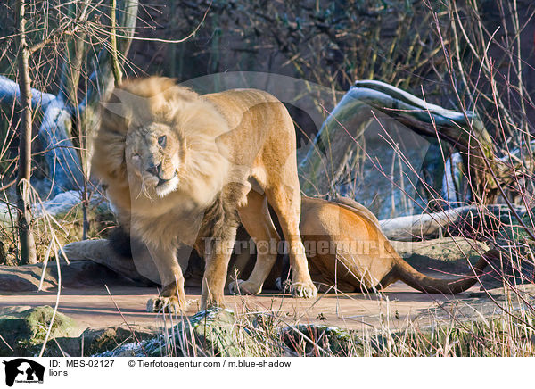 Lwen / lions / MBS-02127