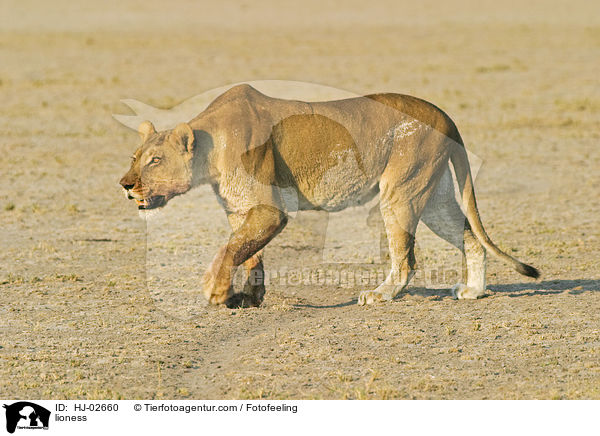 Lwin / lioness / HJ-02660