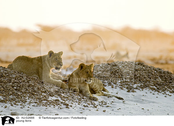 junge Lwen / young lions / HJ-02666