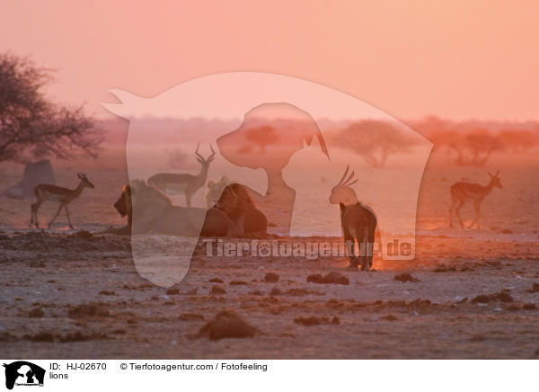 Lwen / lions / HJ-02670