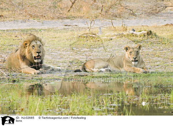 Lwen / lions / HJ-02685