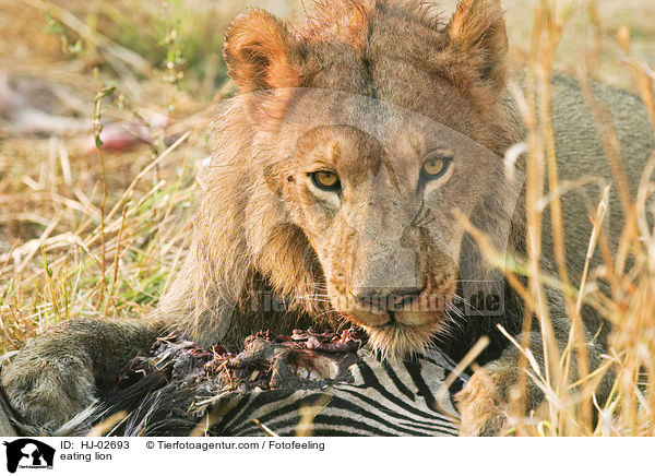 eating lion / HJ-02693
