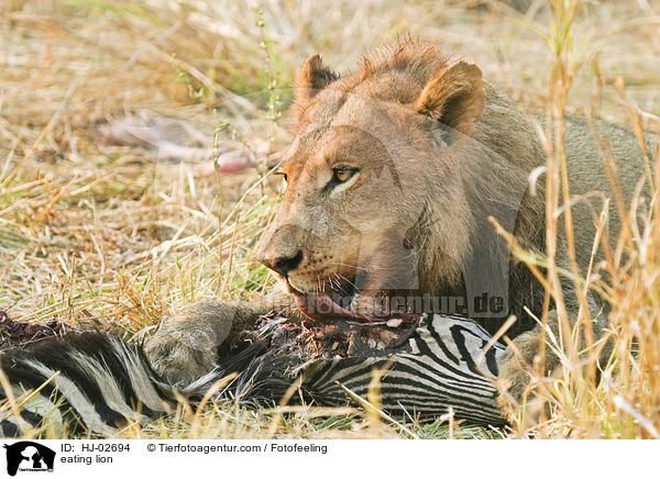 eating lion / HJ-02694