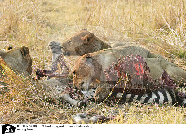 eating lions / HJ-02698