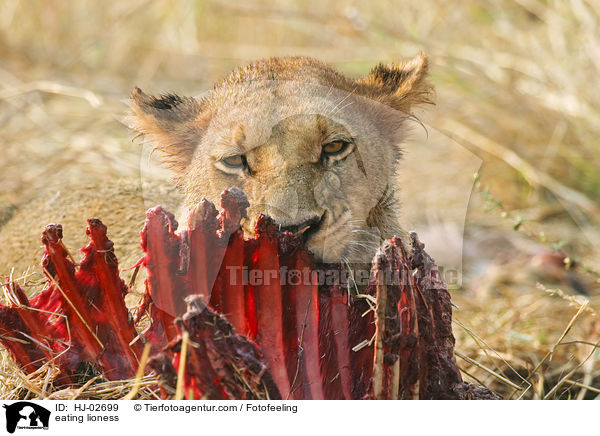 eating lioness / HJ-02699