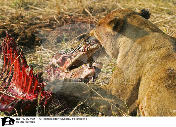 fressende Lwin / eating lioness / HJ-02700