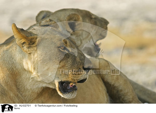 lions / HJ-02701