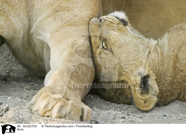 lions / HJ-02703