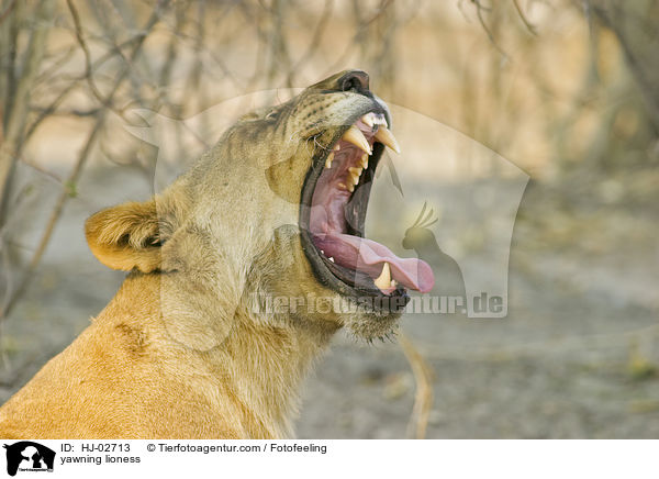 yawning lioness / HJ-02713