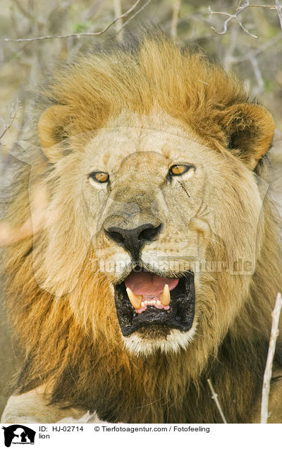 lion / HJ-02714