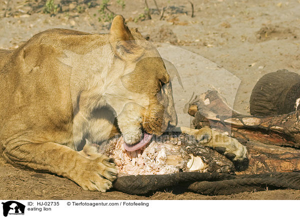 eating lion / HJ-02735