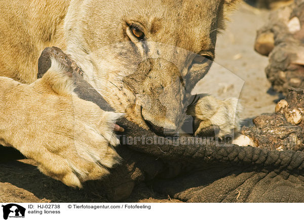 eating lioness / HJ-02738