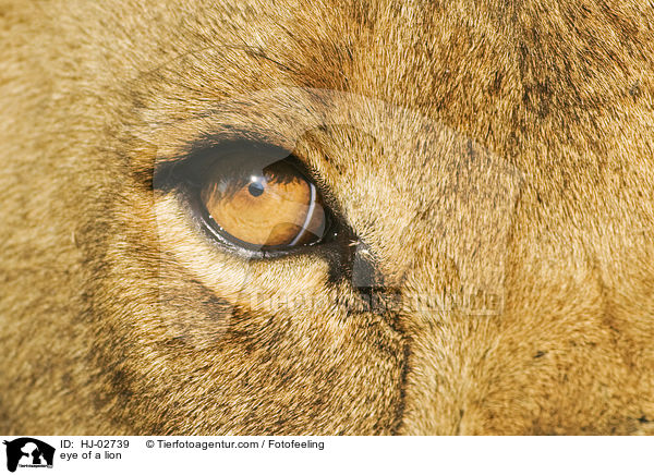 eye of a lion / HJ-02739