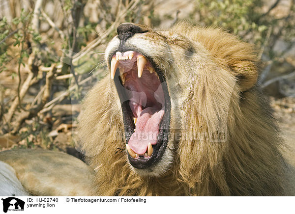 yawning lion / HJ-02740