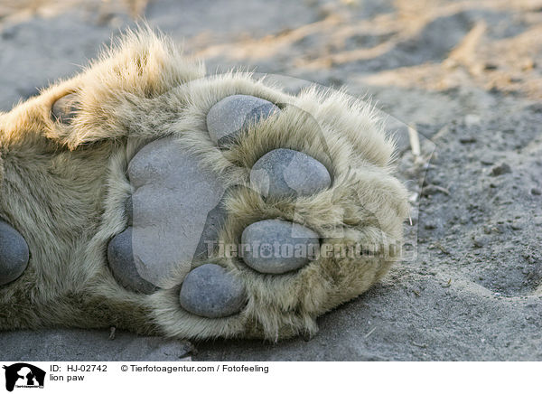 lion paw / HJ-02742