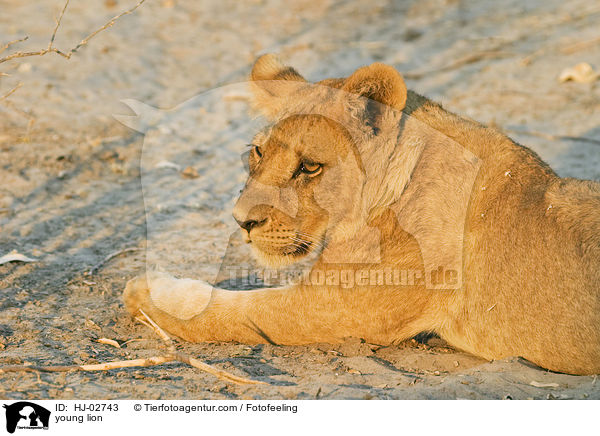 young lion / HJ-02743