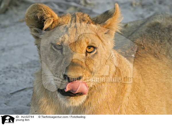 young lion / HJ-02744