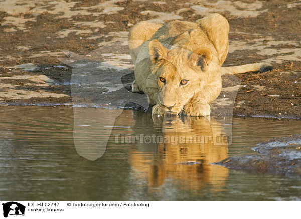 drinking lioness / HJ-02747