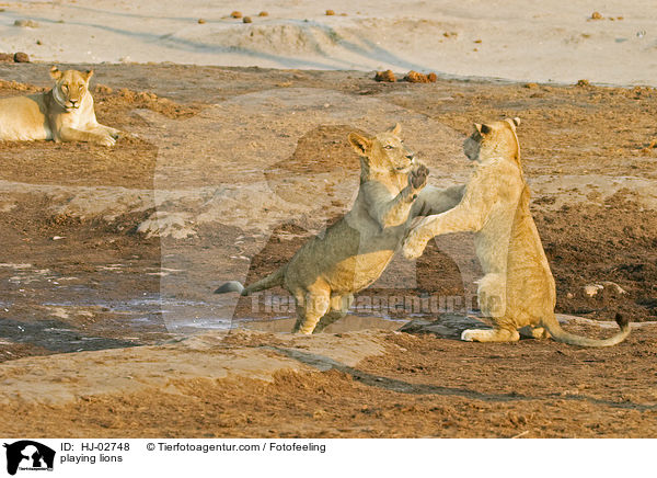 playing lions / HJ-02748