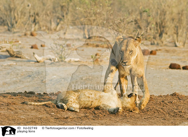 playing lions / HJ-02749