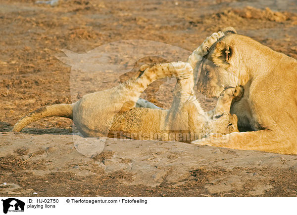 playing lions / HJ-02750