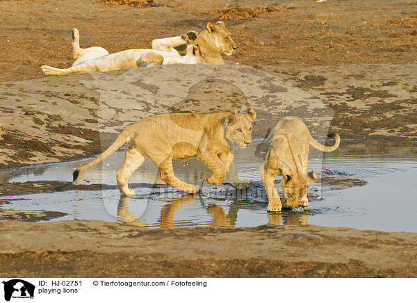 playing lions / HJ-02751